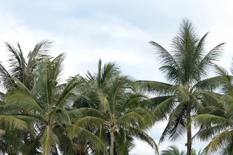 Palm trees on a background of cloudy sky. Tropical background Stock Photos
