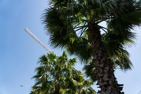 Palm trees on the background of a crane and a clear sky. A sunny day Stock Photos