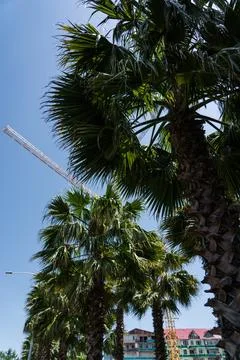 Palm trees on the background of a crane and a clear sky. sunny day Stock Photos