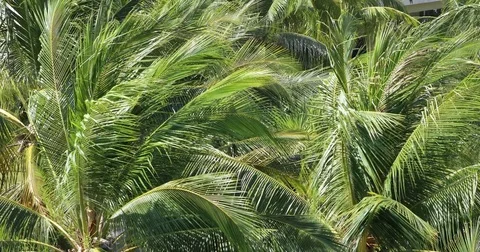 Palm trees background Video stock 73112741