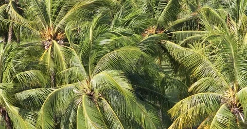 Palm trees background Stock Footage 73112999