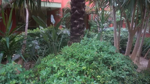 Palm trees on the background of the hotel 스톡 동영상 82038373