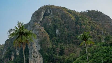 Palm trees on the background of a limestone cliff covered with jungle 스톡 사진