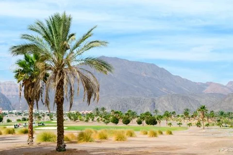 Palm trees on a background of mountains Stock Photos