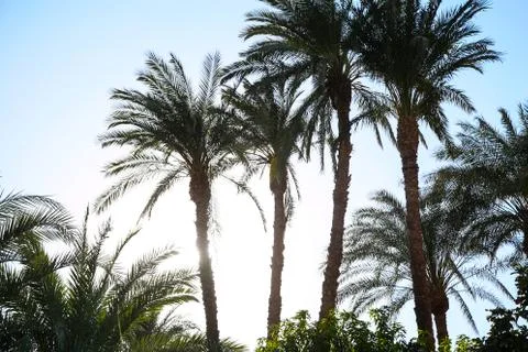 Palm trees on the background Stock Photos