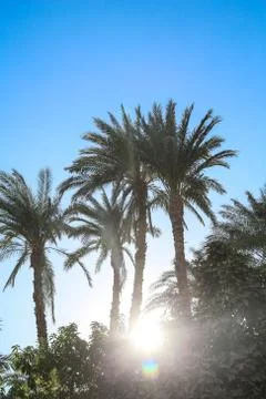 Palm trees on the background Stock Photos