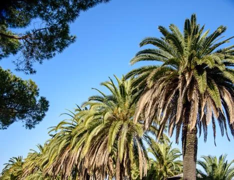 Palm trees background. 库存照片