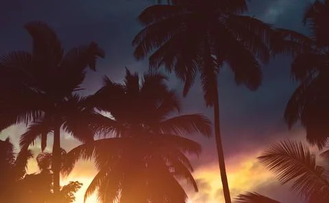 Palm trees background Stock Photos