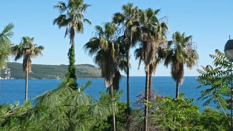 Palm trees on the background of the sea Stock Footage 93709888