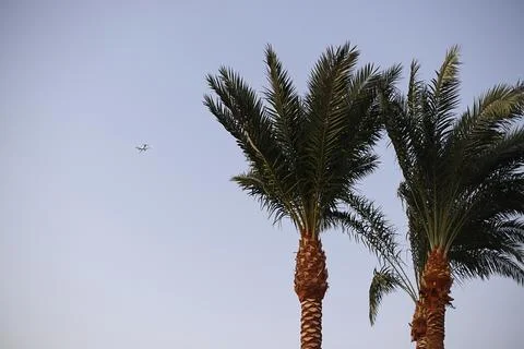 Palm trees on a background of sky and airplane Stock Photos