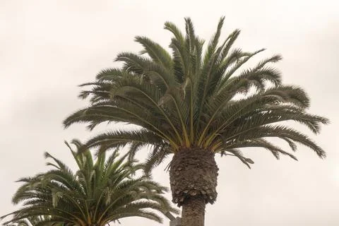 Palm trees at the background of sky Stock Photos