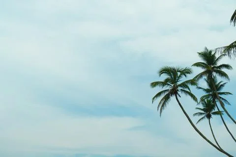 Palm trees on the background of the sky with white clouds Stock Photos