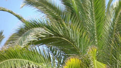 Palm trees background in slow motion 250fps Stock Footage 153888555