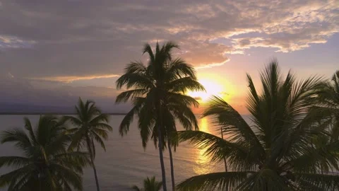 Palm trees on the background of the sunset on the sea beach. Stock Footage 176783550