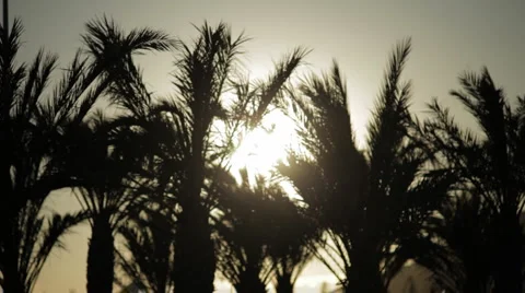 Palm trees backlight Video stock 925751