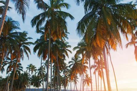 Palm trees backlit by warm sunset sunlight Stock Photos