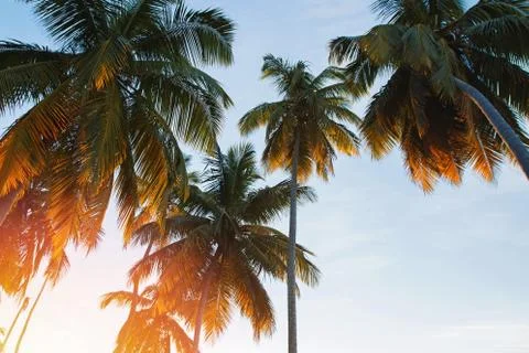 Palm trees backlit by warm sunset sunlight Stock Photos