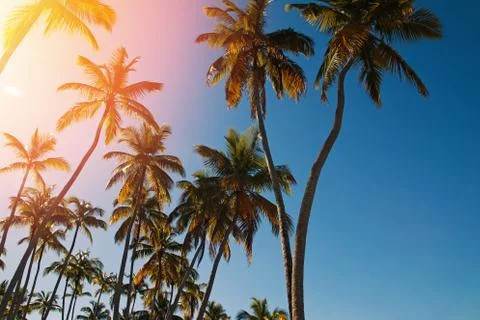Palm trees backlit by warm sunset sunlight. Stock Photos