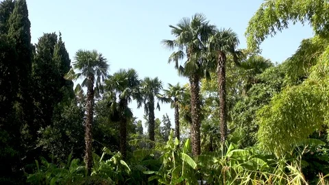 Palm trees, banana trees and tall cypress trees against the blue sky. Stock Footage 106967864