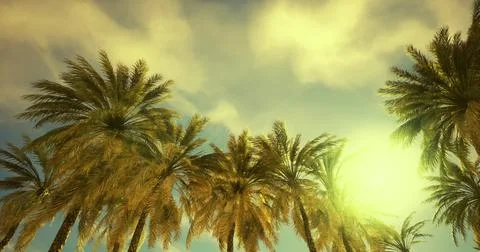 Palm trees basking under a bright sun in a tropical paradise Illustrazione stock
