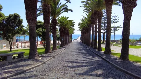 Palm Trees To Be Cut Down In Porto Santo Vidéo 303768656