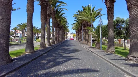 Palm Trees To Be Cut Down In Porto Santo Stockbeeldmateriaal 303768660