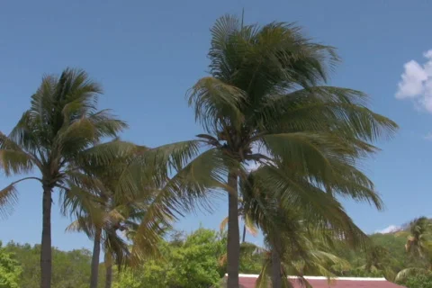 Palm trees on a beach 1 NTSC Stock Footage 326726