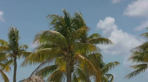 Palm trees on a beach 2 Stock Footage 326734