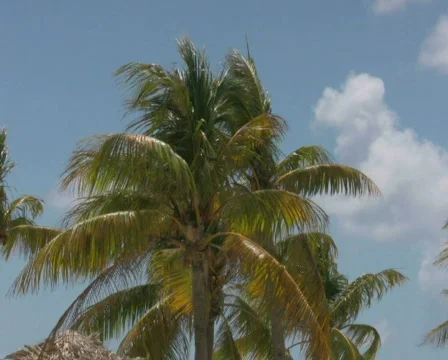 Palm trees on a beach 2 PAL Stock Footage 326738