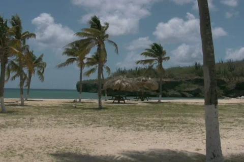 Palm trees on a beach 3 NTSC Video stock 326742