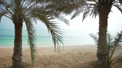 Palm trees on the beach in Abu Dhabi. Down town marina. Old arabic boat. Stock-Footage 150665502