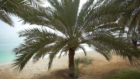 Palm trees on the beach in Abu Dhabi. Down town marina. Old arabic boat. Stock Footage 150665508