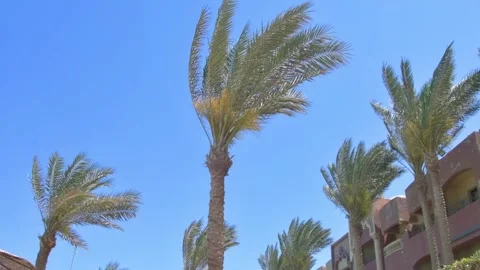 Palm trees on the beach against the backdrop of the seascape, the coastline of t Stock Footage 164683663