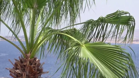 Palm trees on the beach are flying on the wind 스톡 동영상 82240681