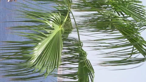 Palm trees on the beach are flying on the wind Stock Footage 91160923