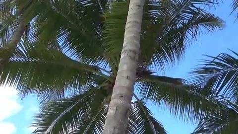 Palm trees on a beach  with a blue sky background Stock Footage 138898820
