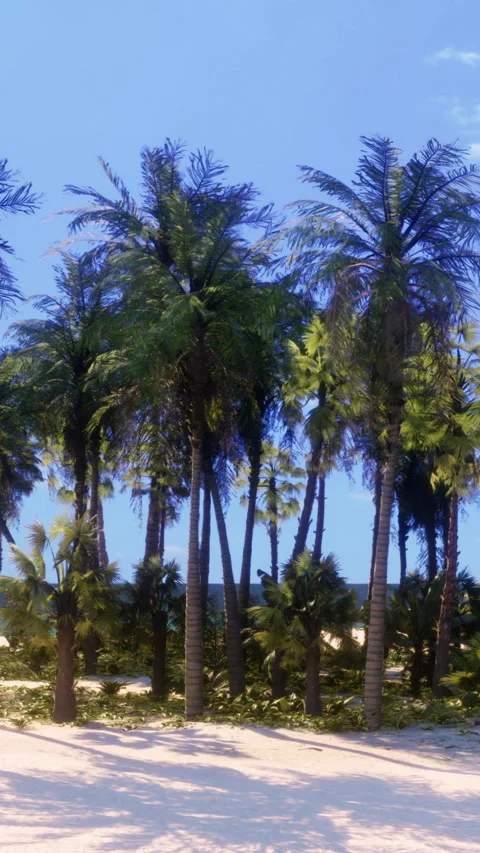 Palm trees on a beach with blue sky and ocean in the background in daytime Stock Footage 339408276
