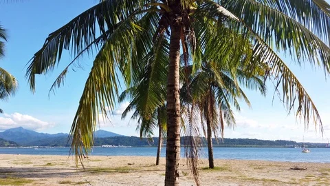 Palm Trees at the Beach Boardwalk Located in Subic Bay Stock Footage 121207366