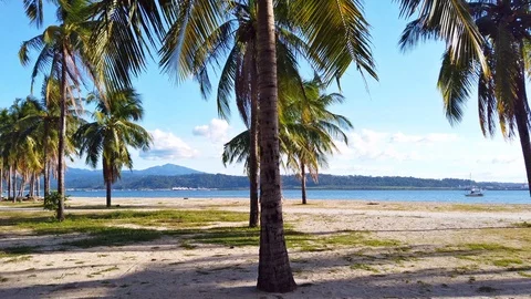 Palm Trees at the Beach Boardwalk Located in Subic Bay Stock Footage 121207370