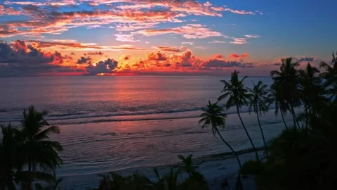 Palm trees on beach with a bright sunset- Video stock 246925000