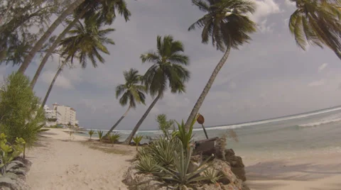 Palm trees on the beach bus stop Video stock 39395499