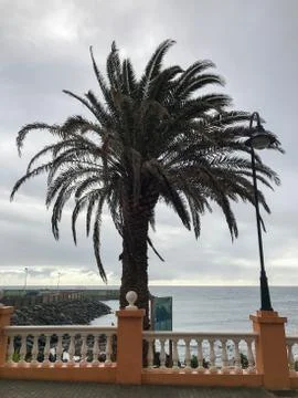 Palm trees on the beach captured during the sunset Dark background of flashin Stock-Fotos