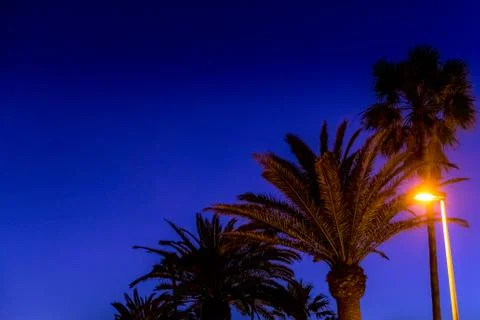 Palm trees on the beach captured during the sunset Dark background of flashin Stock-Fotos
