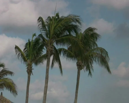 Palm trees on a beach on Curacao 2 PAL Stock Footage 320830