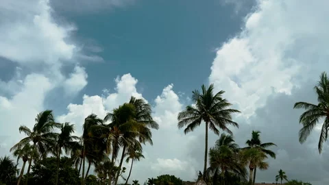 Palm trees on beach at day time 库存影片 251580117