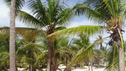 Palm trees on the beach, drone is flying between the tropical trees, 4k Stock Footage 154251252