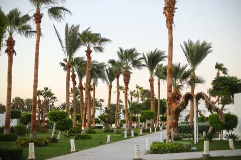 Palm trees on the beach in Egypt on the Red Sea Stock Photos