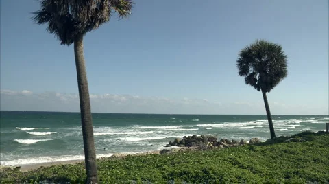 Palm Trees on beach Stock-Footage 986806