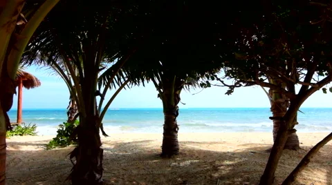 Palm trees at the beach Stock Footage 45878064