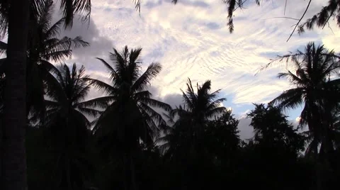 Palm trees on the beach Video stock 60749728